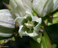 Image of plain gentian