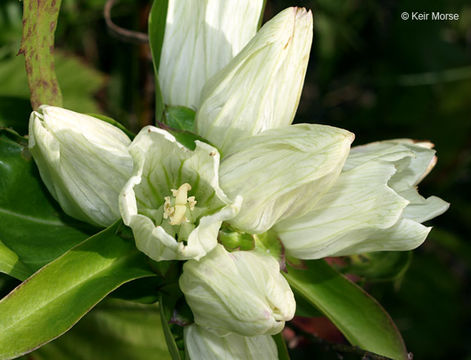 Image of plain gentian