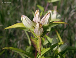 Image of plain gentian