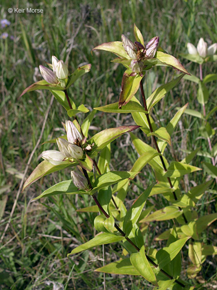 Image of plain gentian