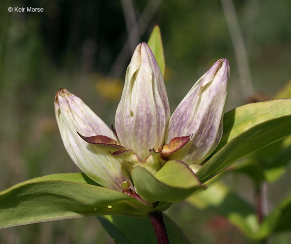 Image of plain gentian