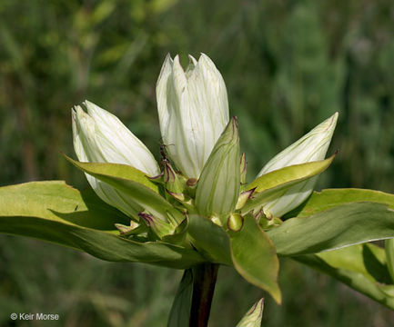 Image of plain gentian