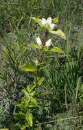 Image of plain gentian