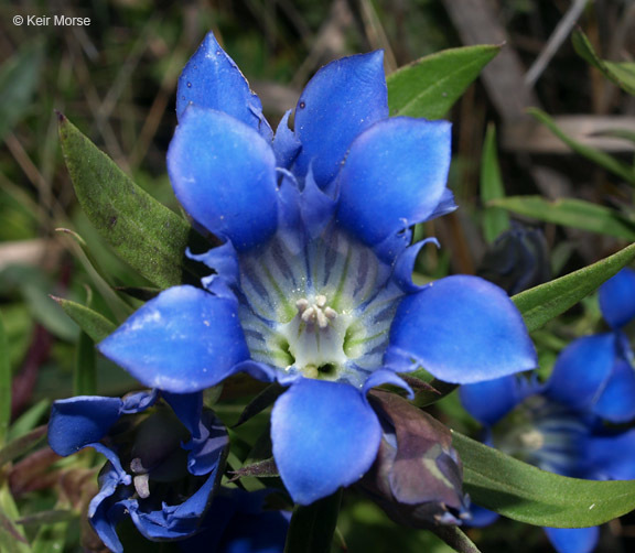 Image of downy gentian