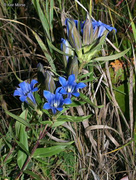 Image of downy gentian