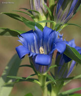 Image of downy gentian