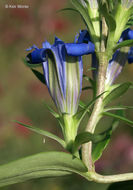 Image of downy gentian