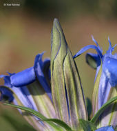 Image of downy gentian