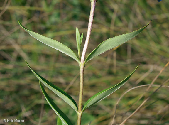 Image of downy gentian