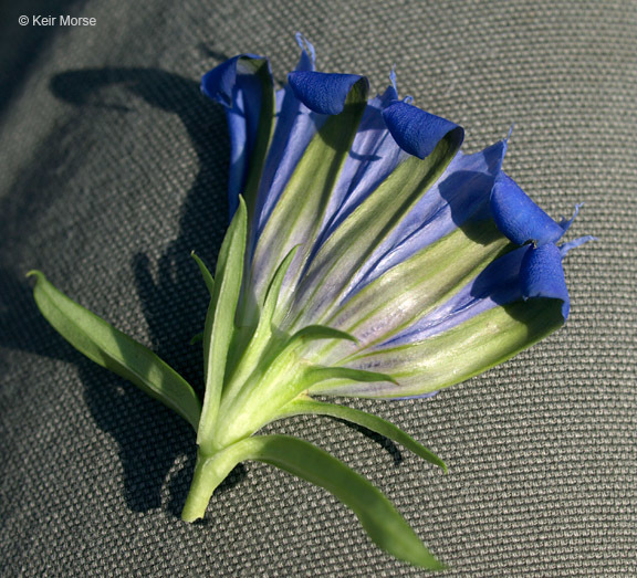 Image of downy gentian