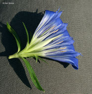 Image of downy gentian