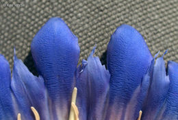 Image of downy gentian