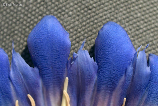 Image de Gentiana puberulenta J. S. Pringle