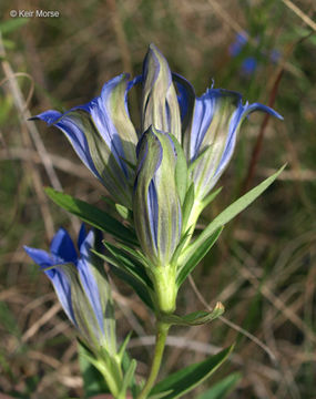 Image of downy gentian