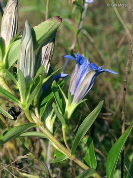 Image of downy gentian