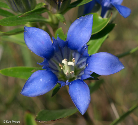 Image of downy gentian