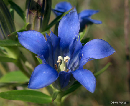 Image of downy gentian