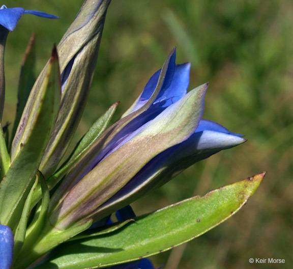 Image of downy gentian