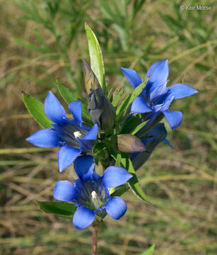 Image de Gentiana puberulenta J. S. Pringle