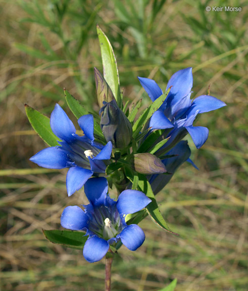 Image of downy gentian