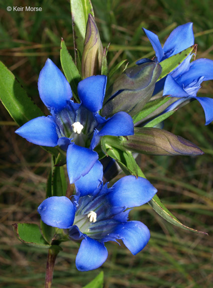 Image of downy gentian