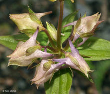 Image of American spurred gentian