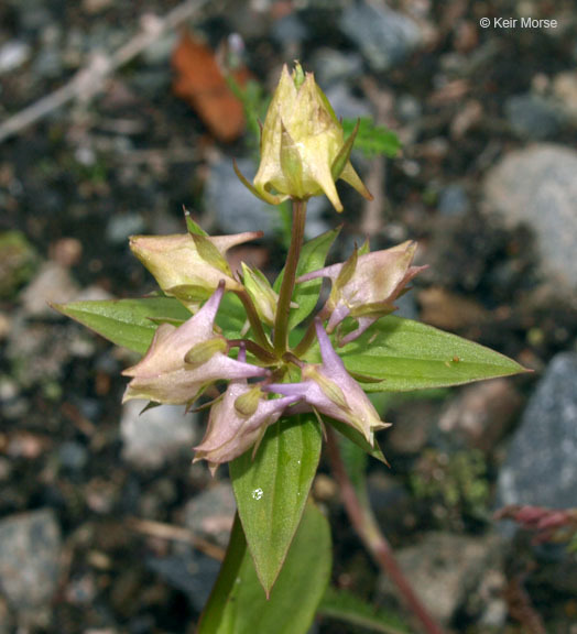 Image of American spurred gentian