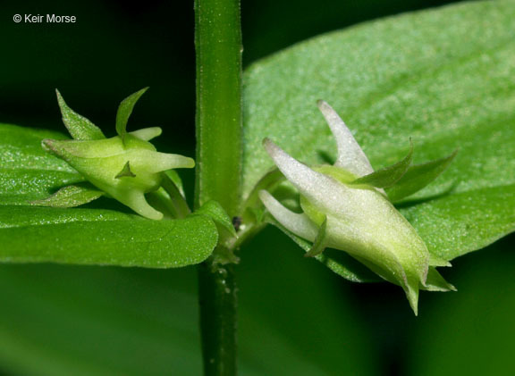 Image of American spurred gentian