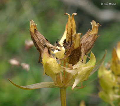 Image de Halenia deflexa (Sm.) Griseb.