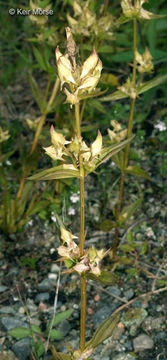 Image of American spurred gentian