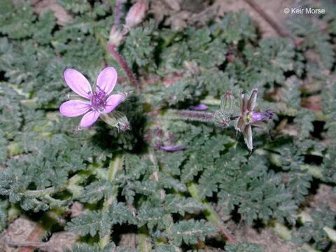 Image of Common Stork's-bill