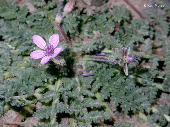 Image of Common Stork's-bill