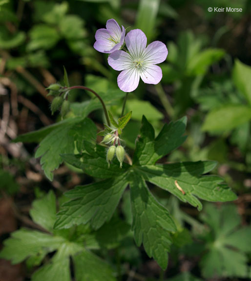 Image of spotted geranium