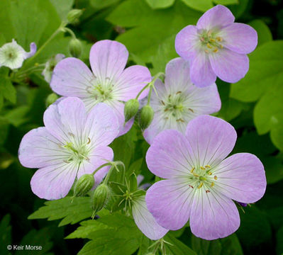 Image of spotted geranium