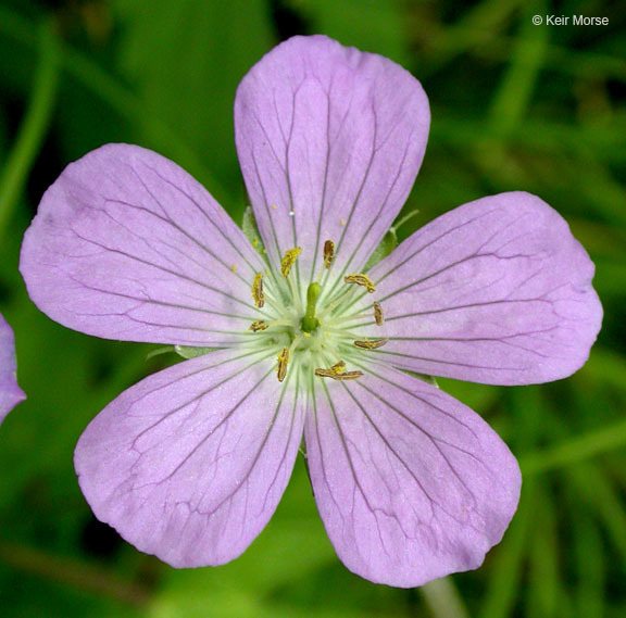 Image of spotted geranium