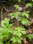 Image of spotted geranium