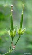 Image of spotted geranium