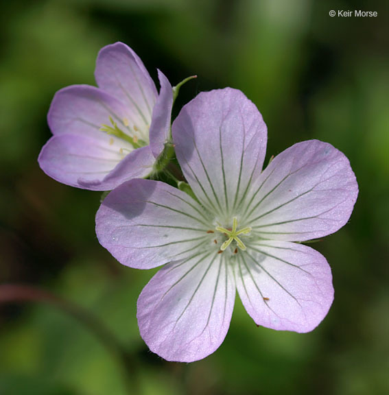 Image of spotted geranium