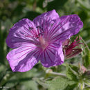 Image of <i>Geranium <i>viscosissimum</i></i> var. viscosissimum