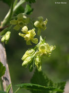 Image de "gadellier Américain, gadellier d' Amérique, cassis sauvage, gadellier noir"