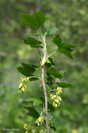 Image of American black currant