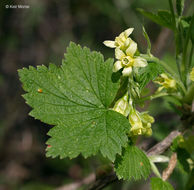 Image of American black currant