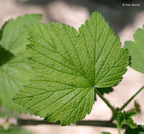 Image of American black currant