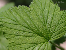 Image of American black currant