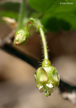 Image of eastern prickly gooseberry