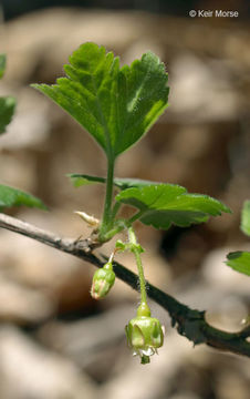 Image of eastern prickly gooseberry