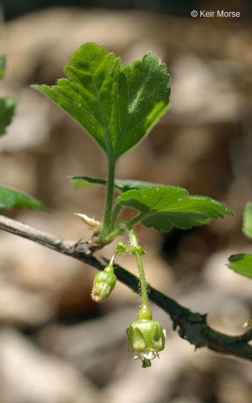 Plancia ëd Ribes cynosbati L.