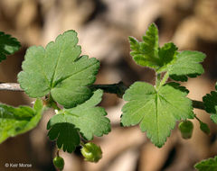 Plancia ëd Ribes cynosbati L.