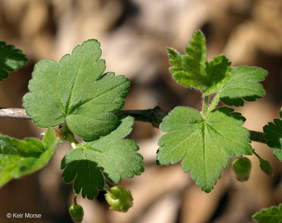 Plancia ëd Ribes cynosbati L.