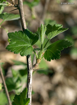 Image of eastern prickly gooseberry